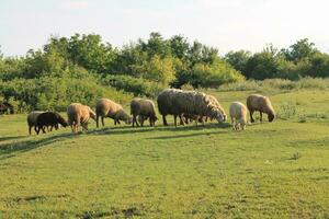 Peaceful Flock of Sheep Grazing in Serene Golden Hour Meadow. Sheep grazing at sunset. Nature farming photo