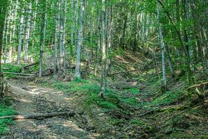 view of a forest with deciduous and coniferous trees, stones, rocks, moss, ferns, fallen trees, light breaks through the crown. Forest atmosphere, vacation, outdoor activities, wildlife, harmony photo