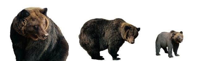 Set of Big brown bears isolated on white background, Ursus arctos. Grizzly in different poses for design photo