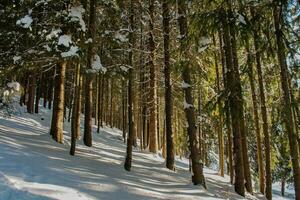 invierno paisaje de un Nevado bosque en un soleado día en el cárpato montañas. Fresco nieve en el montañas en el Mañana luz de sol. Navidad fondo, nuevo año atmósfera foto
