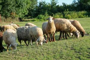 pacífico rebaño de oveja pasto en sereno dorado hora prado. oveja pasto a puesta de sol. naturaleza agricultura foto