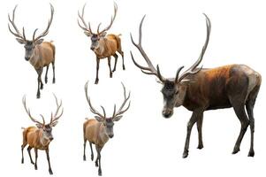 conjunto de rojo ciervo en un blanco antecedentes. adulto masculino rojo ciervo ciervo o ciervo mirando dentro el marco, aislado en blanco antecedentes para diseño. cervus elaphus el mas grande ciervo especies foto