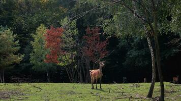 ciervo en el borde de el bosque. noble ciervo en el antecedentes de el otoño bosque foto