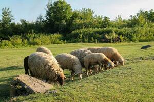 Peaceful Flock of Sheep Grazing in Serene Golden Hour Meadow. Sheep grazing at sunset. Nature farming photo