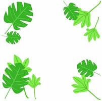 Montera leaf vector illustration. With isolated white background. Suitable for background design.