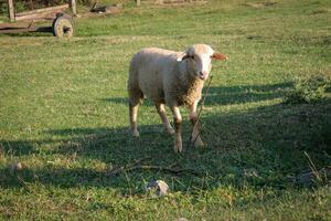 Flock of sheep grazing in meadow at sunset on Green Pasture. Idyllic Sunset photo