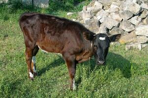 Young Brown Calf Grazing on Green Lawn, A Rural Landscape Encompassing Nature, Farming, and Livestock. Countryside with Vibrant Green Lawn. Nature of Farm. Cow, kine photo