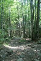 view of a forest with deciduous and coniferous trees, stones, rocks, moss, ferns, fallen trees, light breaks through the crown. Forest atmosphere, vacation, outdoor activities, wildlife, harmony photo