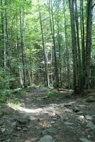 view of a forest with deciduous and coniferous trees, stones, rocks, moss, ferns, fallen trees, light breaks through the crown. Forest atmosphere, vacation, outdoor activities, wildlife, harmony photo