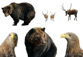 Set of photos of wild animals isolated on white background. Large brown bear, male red deer stag or hart, white-tailed eagle in various positions