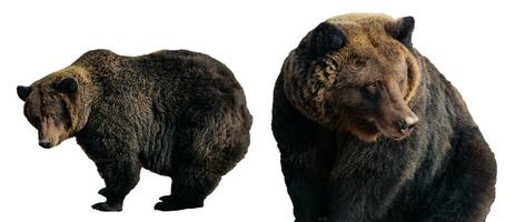 Set of Big brown bears isolated on white background, Ursus arctos. Grizzly in different poses for design photo