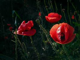 Red Poppy in a Natural Meadow - A Symbol of Memory and the Beauty of Wildflowers, with Copyspace for Spring and Summer photo