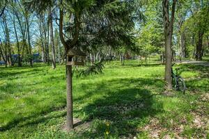 pájaro alimentador anidado entre del parque sereno pino arboles rústico pájaro alimentador adornado por del parque sereno pino. pajarera deleite en medio de del parque belleza foto