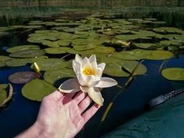 Embracing Nature's Tranquility - Holding a White Lily by the Serene Lake, Pond, and River for Active Recreation photo