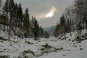 Mountain river in winter. Snow-covered gorge in the Carpathians. Frozen water in a stream flowing among the stones. Background of mountains and forest. Atmosphere of Christmas and New Year photo