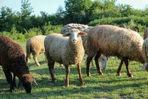 Peaceful Flock of Sheep Grazing in Serene Golden Hour Meadow. Sheep grazing at sunset. Nature farming photo