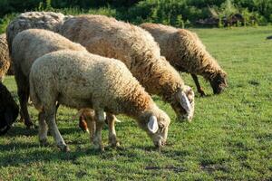 Peaceful Flock of Sheep Grazing in Serene Golden Hour Meadow. Sheep grazing at sunset. Nature farming photo