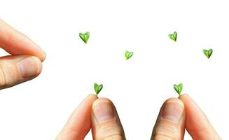 Fingers holding a leaf of a plant in the shape of a heart, close-up macro isolated on a white background. Capsella leaf. Symbol of love, saving the planet, peace, eco-friendly life. photo