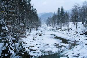 Mountain river in winter. Snow-covered gorge in the Carpathians. Frozen water in a stream flowing among the stones. Background of mountains and forest. Atmosphere of Christmas and New Year, cold color photo