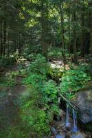 Pine Forest with Mountain River. Refreshing River Waters Flowing through Scenic Mountain Landscape. Nature's Hiking Pit Stop. Untouched Nature of the Carpathians. Murmuring of Water Brook photo