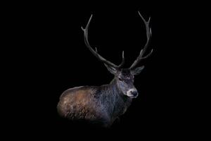 Red deer on a black background. Adult male red deer  stag or hart  looking into the frame, isolated on studio background for design. Cervus elaphus the largest deer species photo