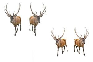 Set of Red deer on a white background. Adult male red deer stag or hart looking into the frame, isolated on white background for design. Cervus elaphus the largest deer species photo