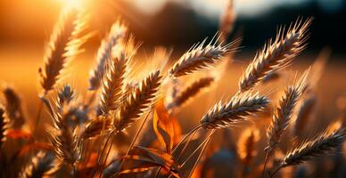 Large golden wheat field close up, agriculture concept - AI generated image photo