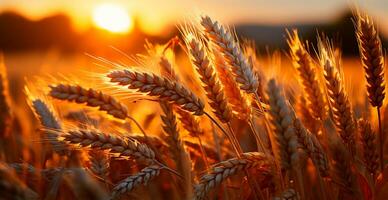 Large golden wheat field close up, agriculture concept - AI generated image photo