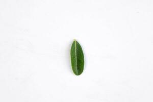 One green leaf of a tropical tree isolated on white background. photo