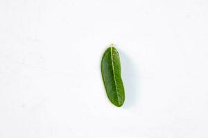 One green leaf of a tropical tree isolated on white background. photo