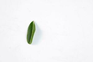 One green leaf of a tropical tree isolated on white background. photo