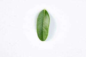 One green leaf of a tropical tree isolated on white background. photo