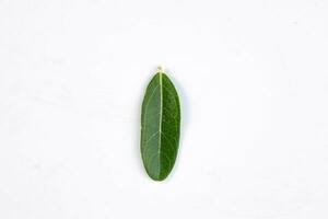 One green leaf of a tropical tree isolated on white background. photo