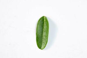 One green leaf of a tropical tree isolated on white background. photo