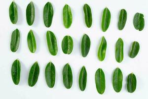 fila de verde hojas de tropical plantas aislado en blanco antecedentes. foto