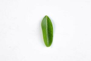 One green leaf of a tropical tree isolated on white background. photo