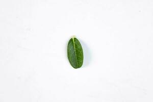 One green leaf of a tropical tree isolated on white background. photo