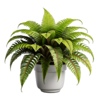 Fern houseplants displayed in ceramic pots with transparent background AI Generative png