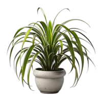 Fern houseplants displayed in ceramic pots with transparent background AI Generative png