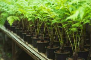 Green ferns for sale in greenhouses. Green ferns in pots on shelves in a plant market. photo