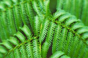 Natural green fern pattern. Fern leaf background. Close up of a fern in a greenhouse. photo