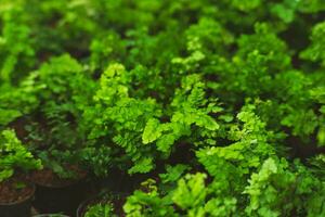 Natural green fern pattern. Fern leaf background. Close up of a fern in a greenhouse. photo