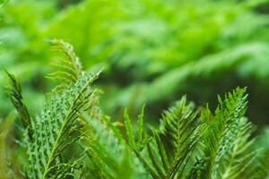 Natural green fern pattern. Fern leaf background. Close up of a fern in a greenhouse. photo