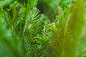 Natural green fern pattern. Fern leaf background. Close up of a fern in a greenhouse. photo
