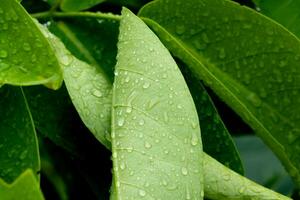 Green leaves branch with drop, Leafs with dew, rainy season, nature background. photo