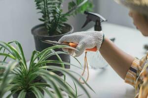 Close up of young female gardener wearing gloves to care for potted plants indoors. Owner start up small business greenhouse. photo