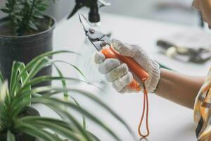 Close up of young female gardener wearing gloves to care for potted plants indoors. Owner start up small business greenhouse. photo