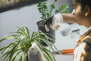 Close up of young female gardener wearing gloves to care for potted plants indoors. Owner start up small business greenhouse. photo