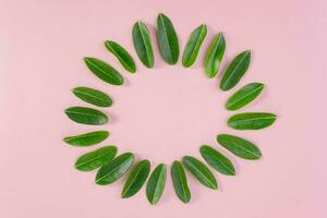 Green round frame with small leaves. Decorative circle frame with tropical leaves on pink background. photo