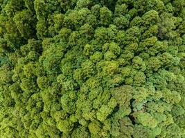 aéreo árbol pabellón foto